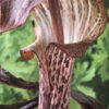 Arisaema nepenthoides (Fiore Cobra ad Ascidio), tubero
