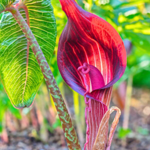 Arisaema speciosum1