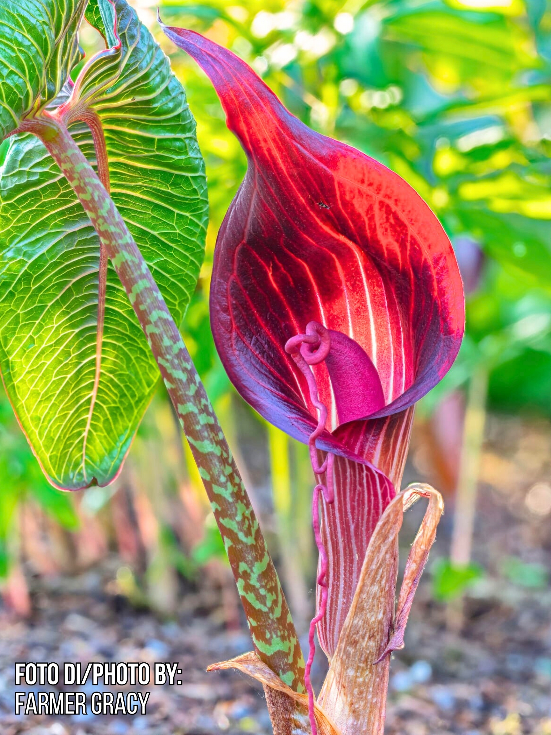 Arisaema speciosum1