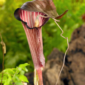 Arisaema speciosum (Fiore Cobra Vistoso), tubero