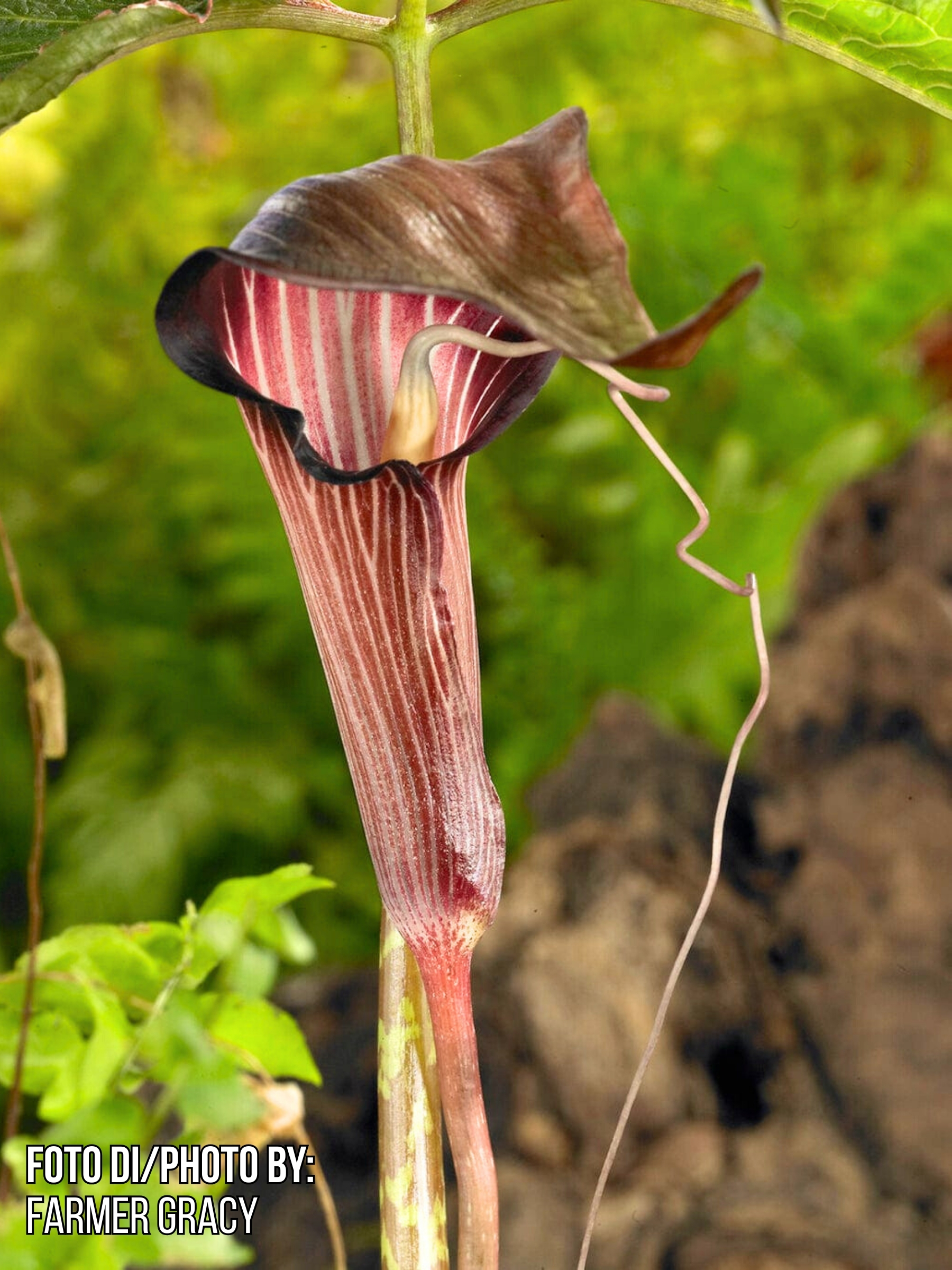 Arisaema speciosum2
