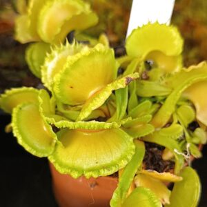Dionaea muscipula "EG scrocchiazeppi"