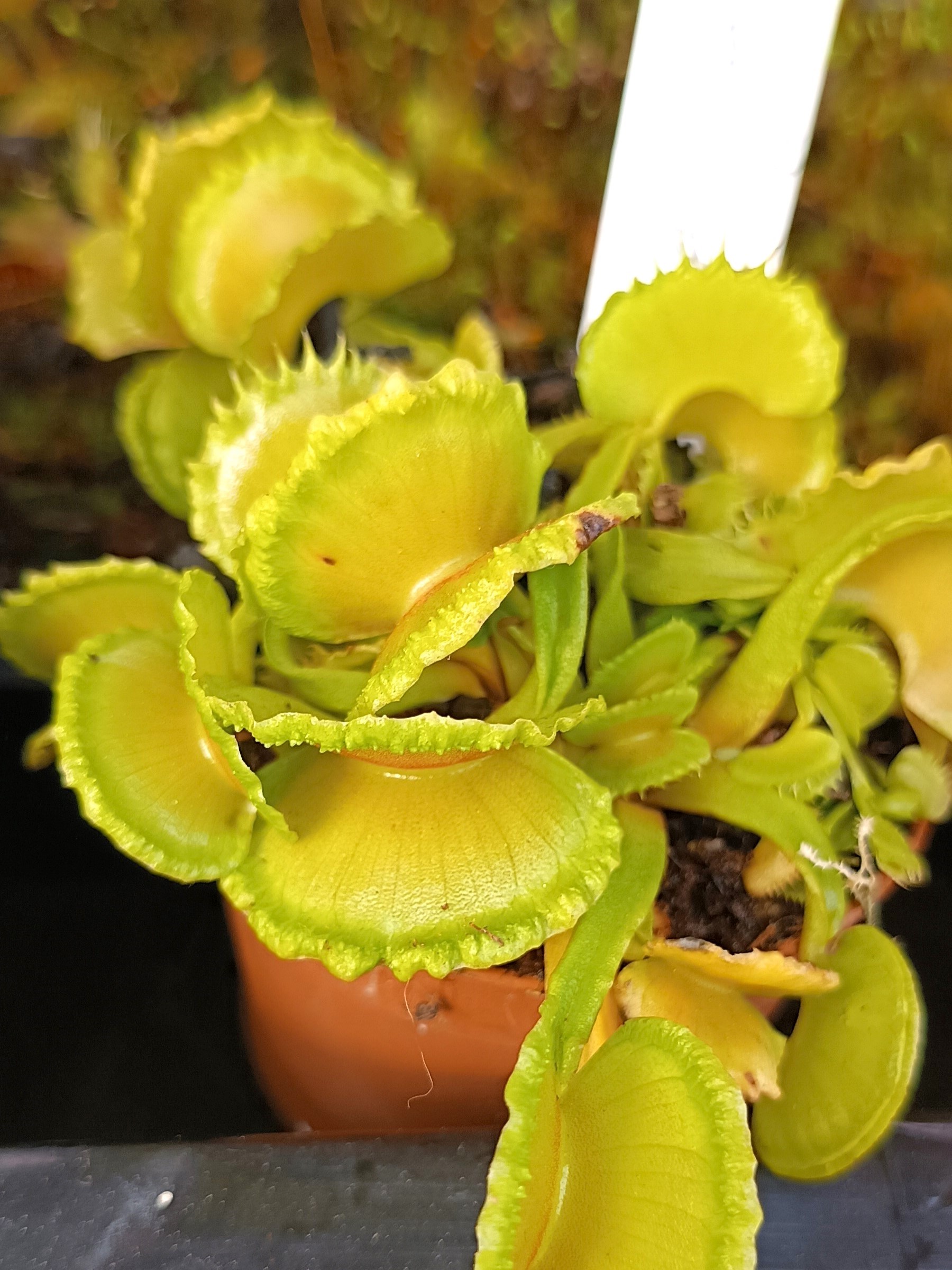 D.m. EG scrocchiazeppi1