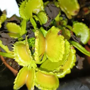 D.m. EG scrocchiazeppi2