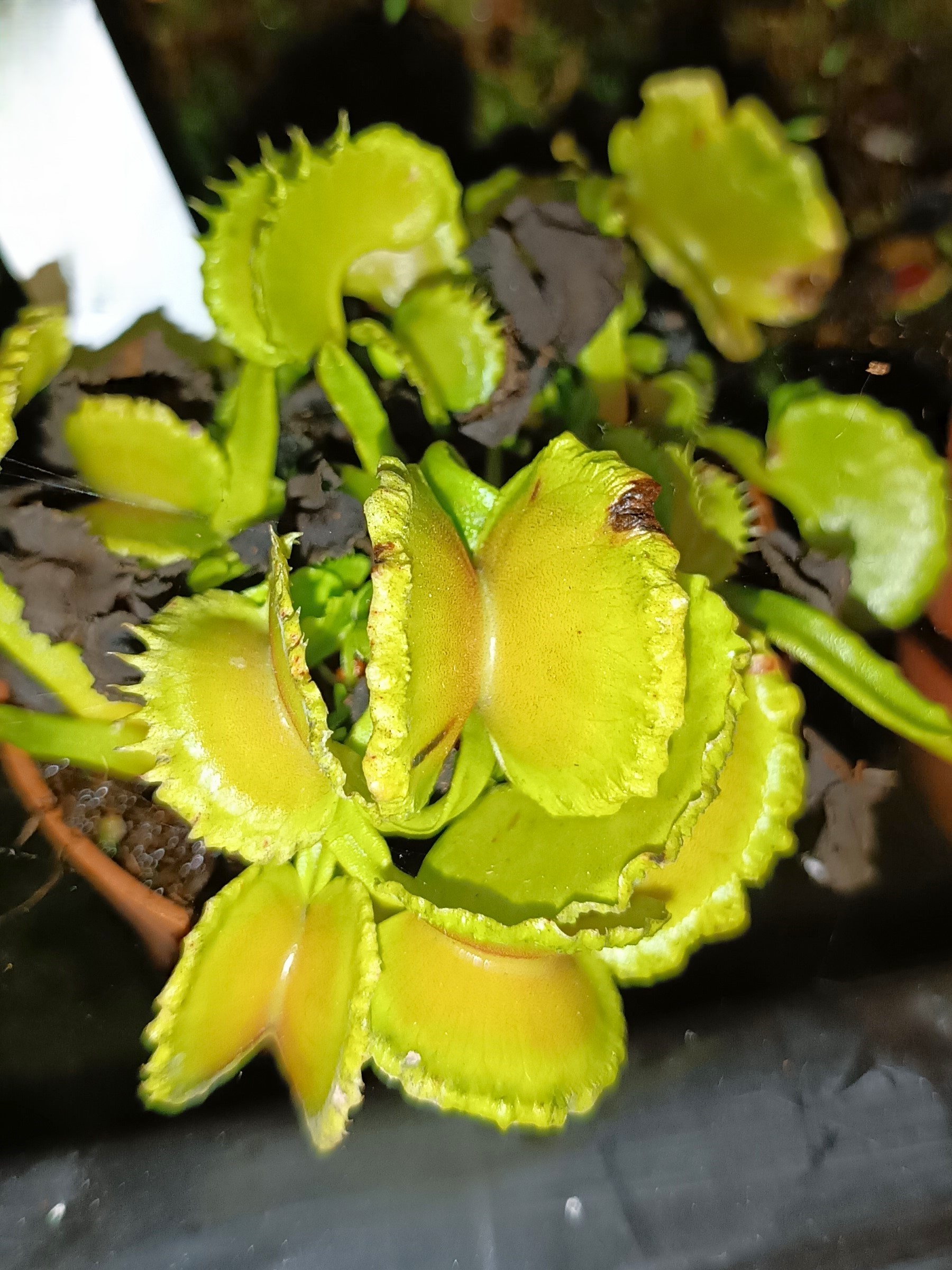 D.m. EG scrocchiazeppi2