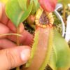 Nepenthes (boschiana, Sekunpang x veitchii) x veitchii “candy”, da seme, esemplari assortiti