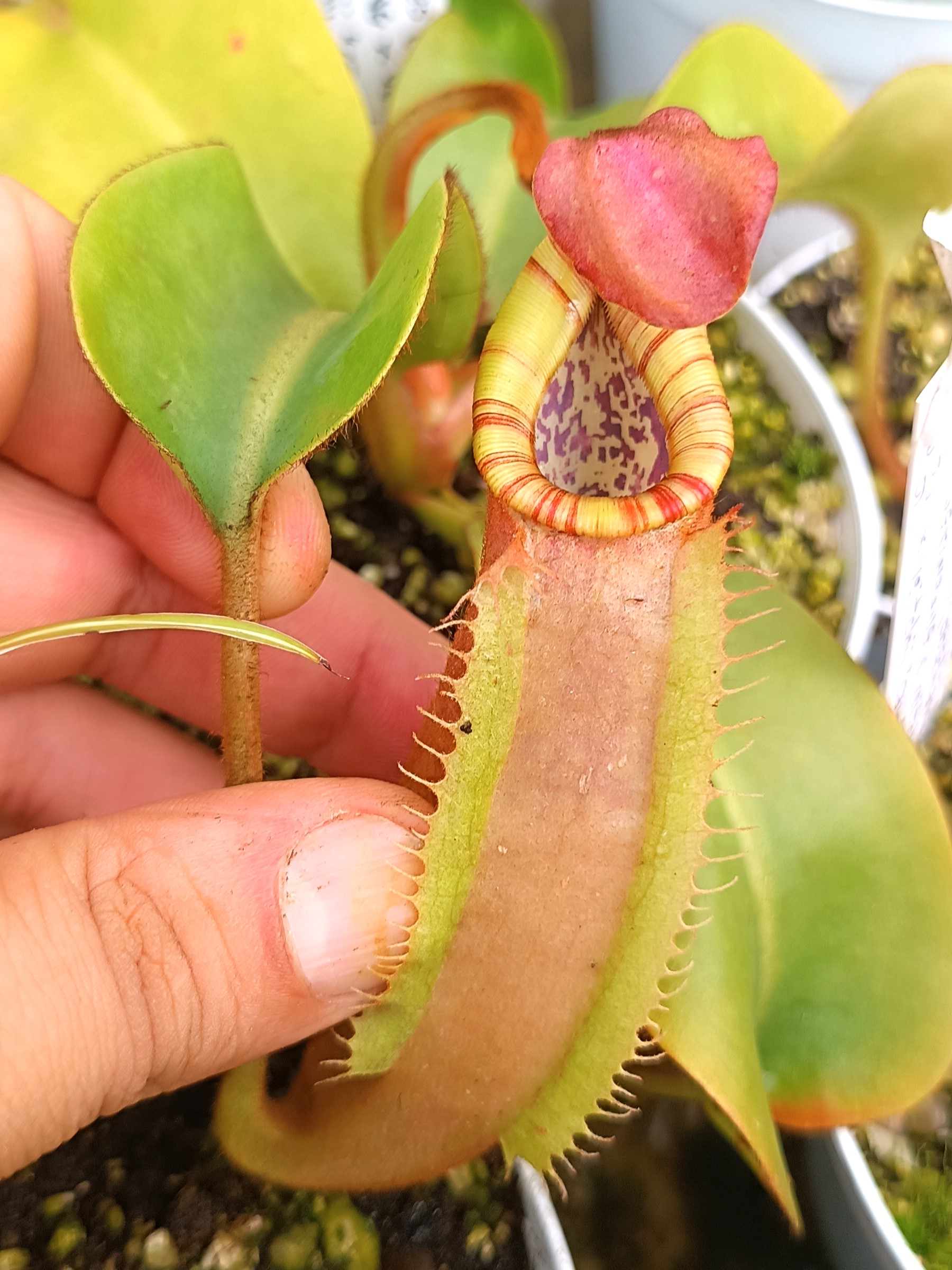Nepenthes (boschiana, Sekunpang x veitchii) x veitchii “candy”, da seme, esemplari assortiti