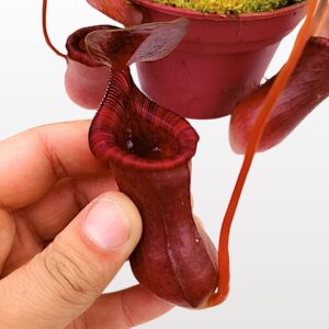 Nepenthes x briggsiana = lowii x ventricosa