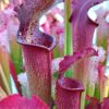 Sarracenia x bellii (H15 MK, Yellow River, Florida)
