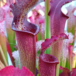Sarracenia x bellii (H15 MK, Yellow River, Florida)
