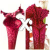 Sarracenia leucophylla (“burgundy”, L57 MK x red, L38c MSr), da seme, esemplari assortiti