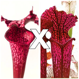 Sarracenia leucophylla ("burgundy", L57 MK x red, L38c MSr), da seme, esemplari assortiti
