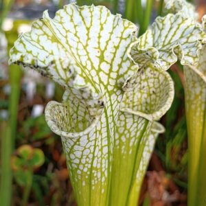 Sarracenia leucophylla f. viridescens (antho-free)