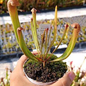 Sarracenia minor var. minor (AA x self), da seme, esemplari assortiti