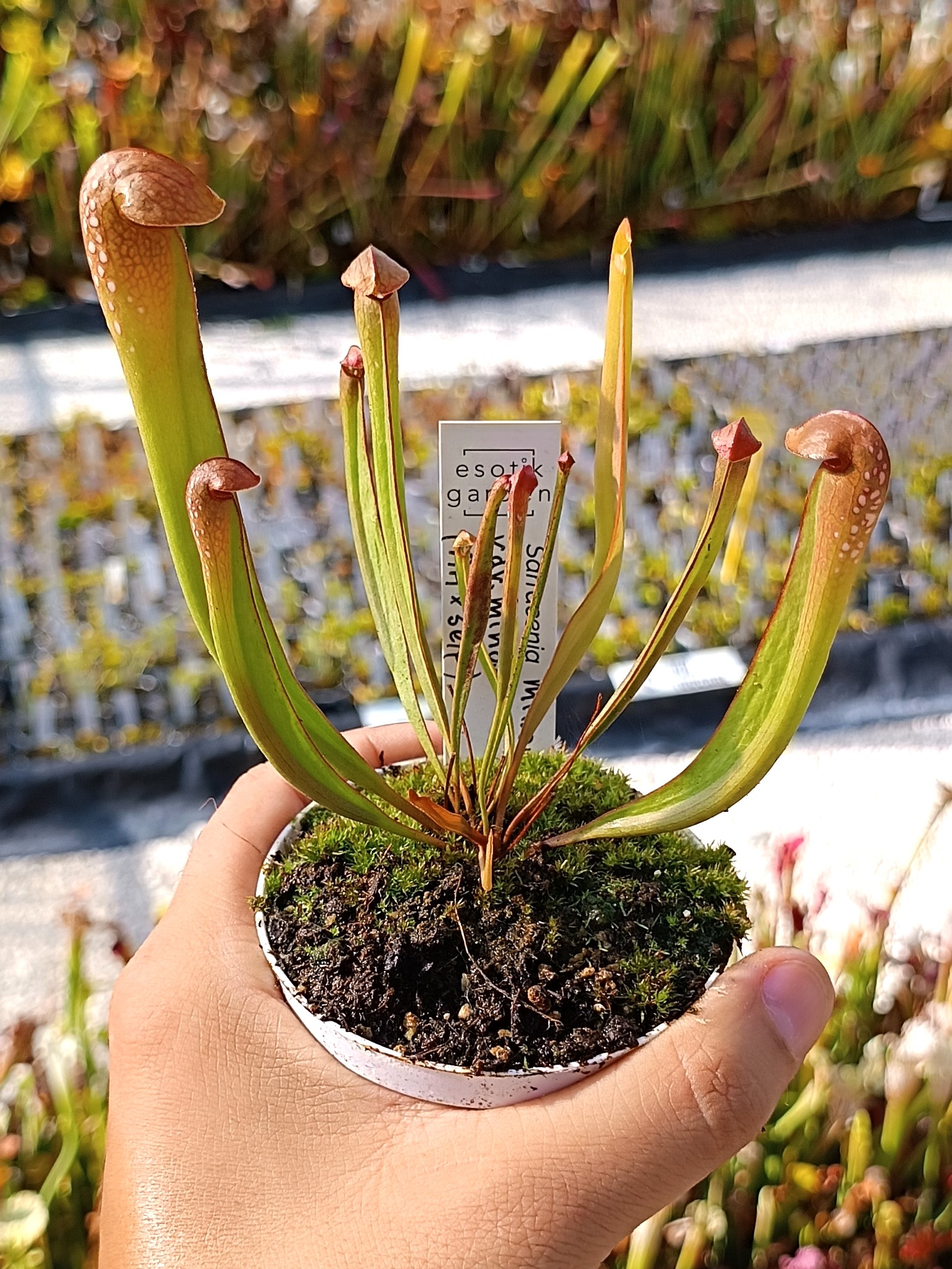 Sarracenia minor var. minor (AA x self), da seme, esemplari assortiti