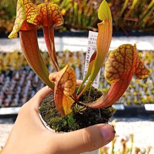 Sarracenia rosea (pale flowers, MSr) x flava var. rugelii "giant lid" (AA), da seme, esemplari assortiti