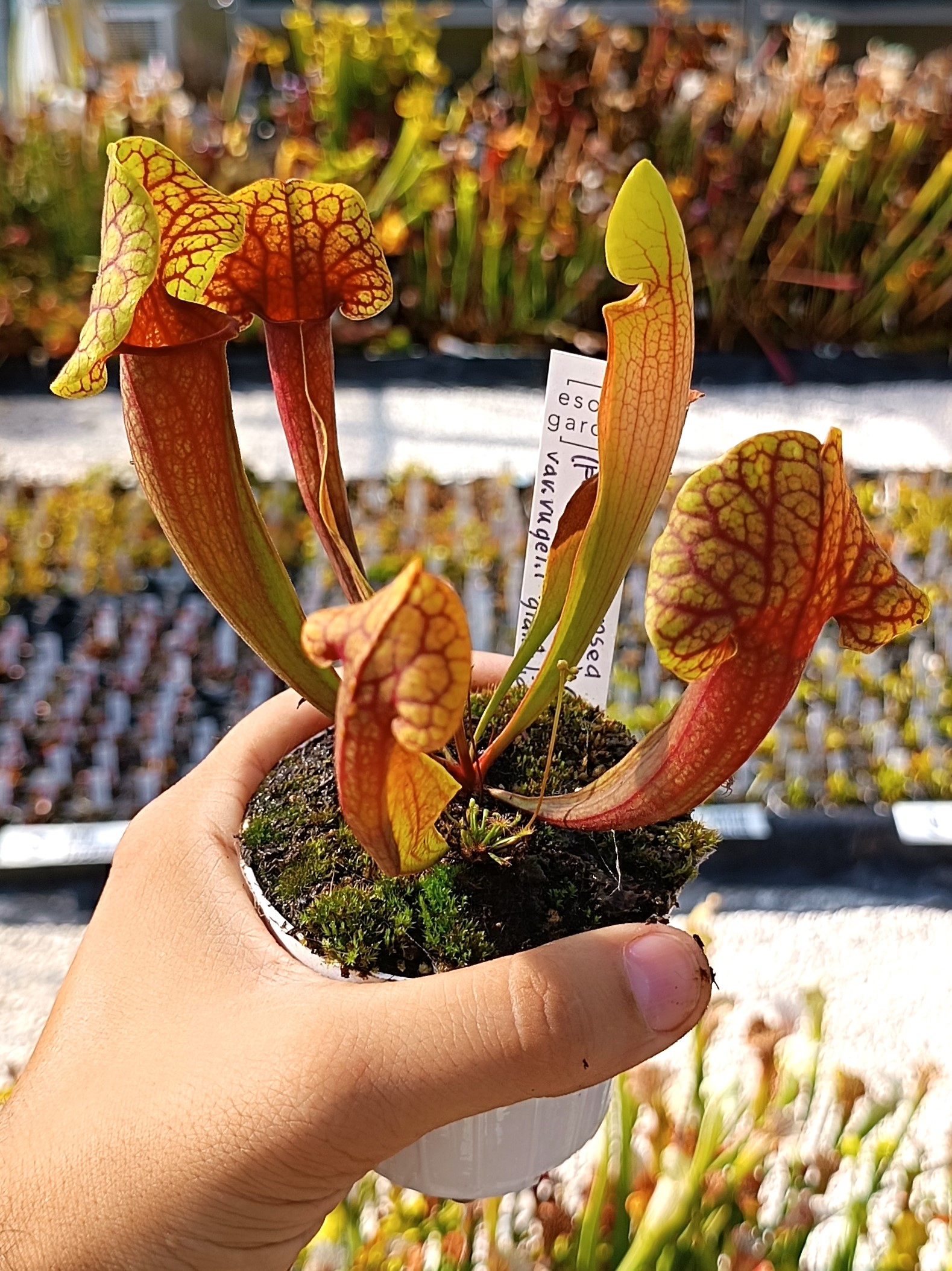 Sarracenia rosea (pale flowers, MSr) x flava var. rugelii “giant lid” (AA), da seme, esemplari assortiti
