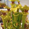 Sarracenia x moorei ‘Brook’s Hybrid’ (H7 MK)