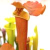 Sarracenia x “EG Michelangelo”