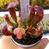 Sarracenia x courtii, da seme, esemplari assortiti