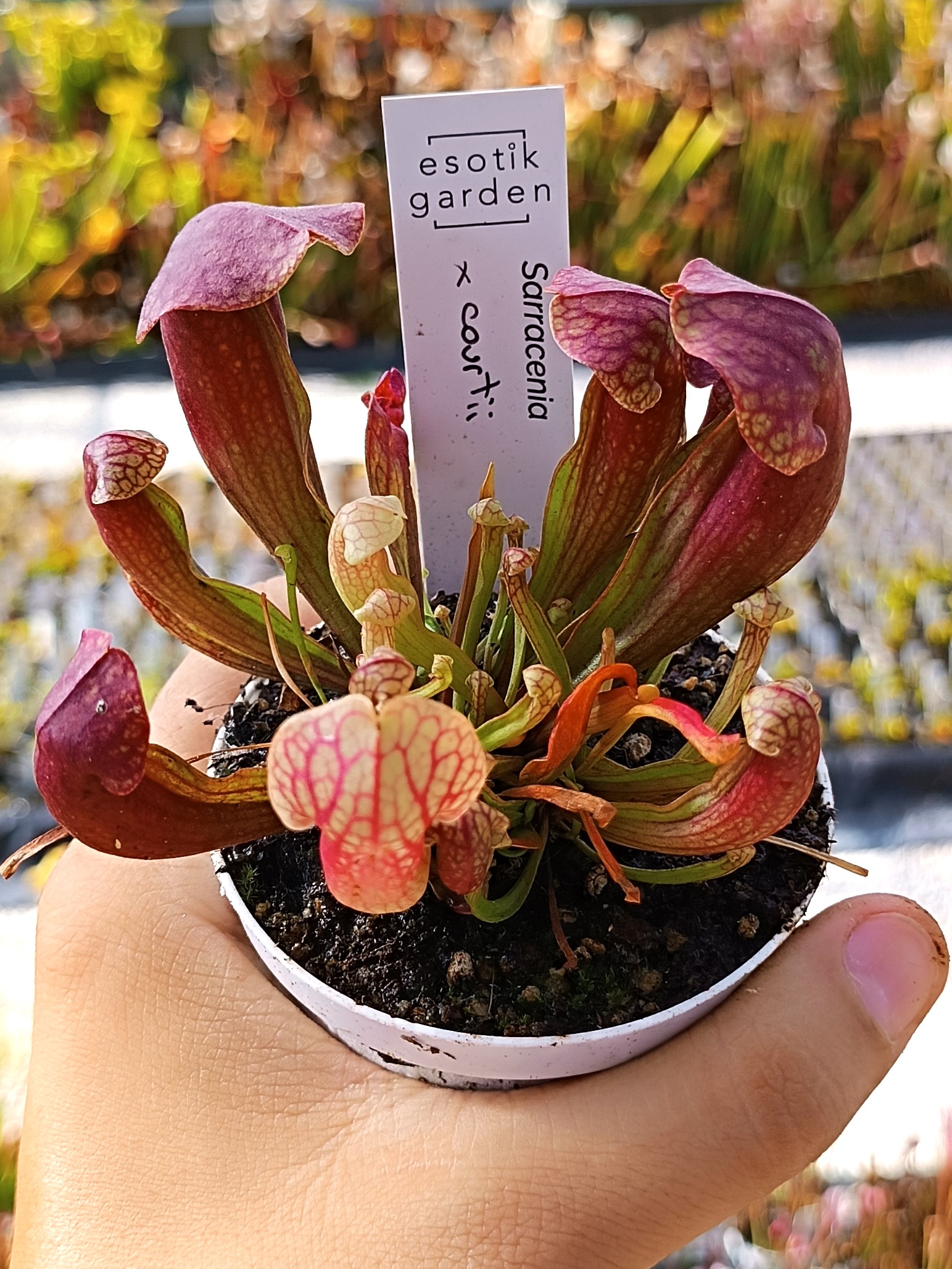 Sarracenia x courtii, da seme, esemplari assortiti