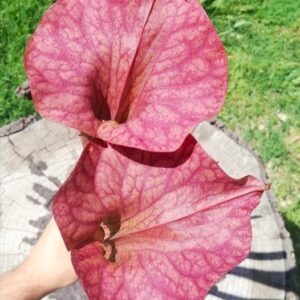 Sarracenia x orange fire1