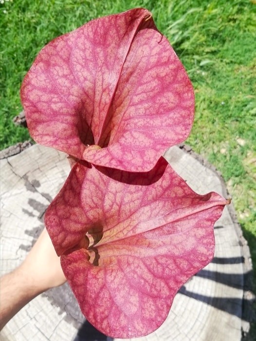 Sarracenia x orange fire1