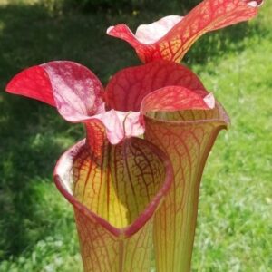 Sarracenia x orange fire2