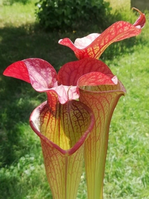 Sarracenia x orange fire2