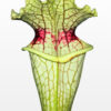 Sarracenia x moorei “purple tonsil” (H272 MK)