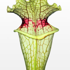 Sarracenia x moorei "purple tonsil" (H272 MK)