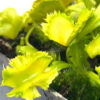 Dionaea muscipula “CK biohazard 2”