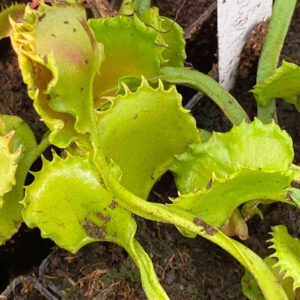 Dionaea muscipula "CK meltdown"