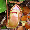 Nepenthes sumatrana