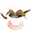 Nepenthes boschiana (dark red), da seme, esemplari assortiti