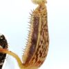 Nepenthes platychila, da seme, esemplari assortiti