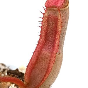 Nepenthes veitchii (candy x candy), da seme, esemplari assortiti