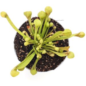 Sarracenia psittacina "all green" (yellow flower, Wewahitchka, Florida)