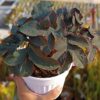 Amorphophallus atroviridis