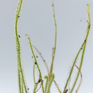 Drosera filiformis var. gigantea1