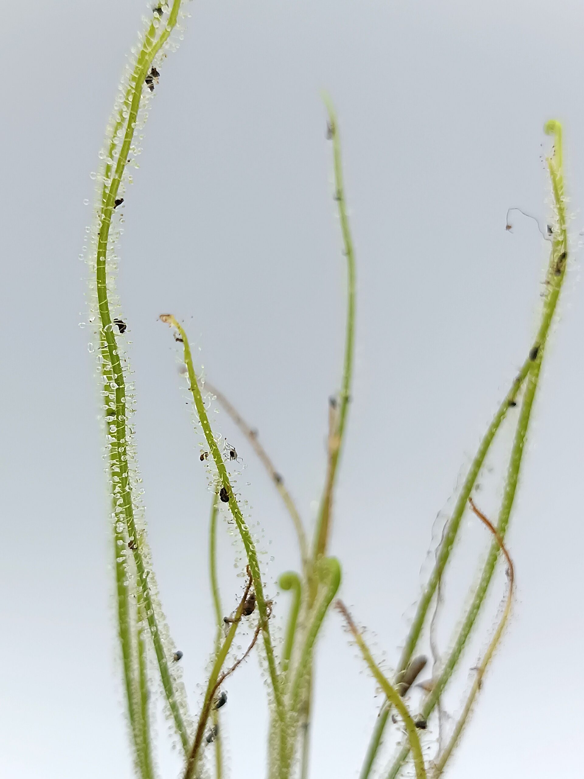 Drosera filiformis var. gigantea1