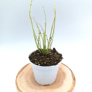 Drosera filiformis var. gigantea2