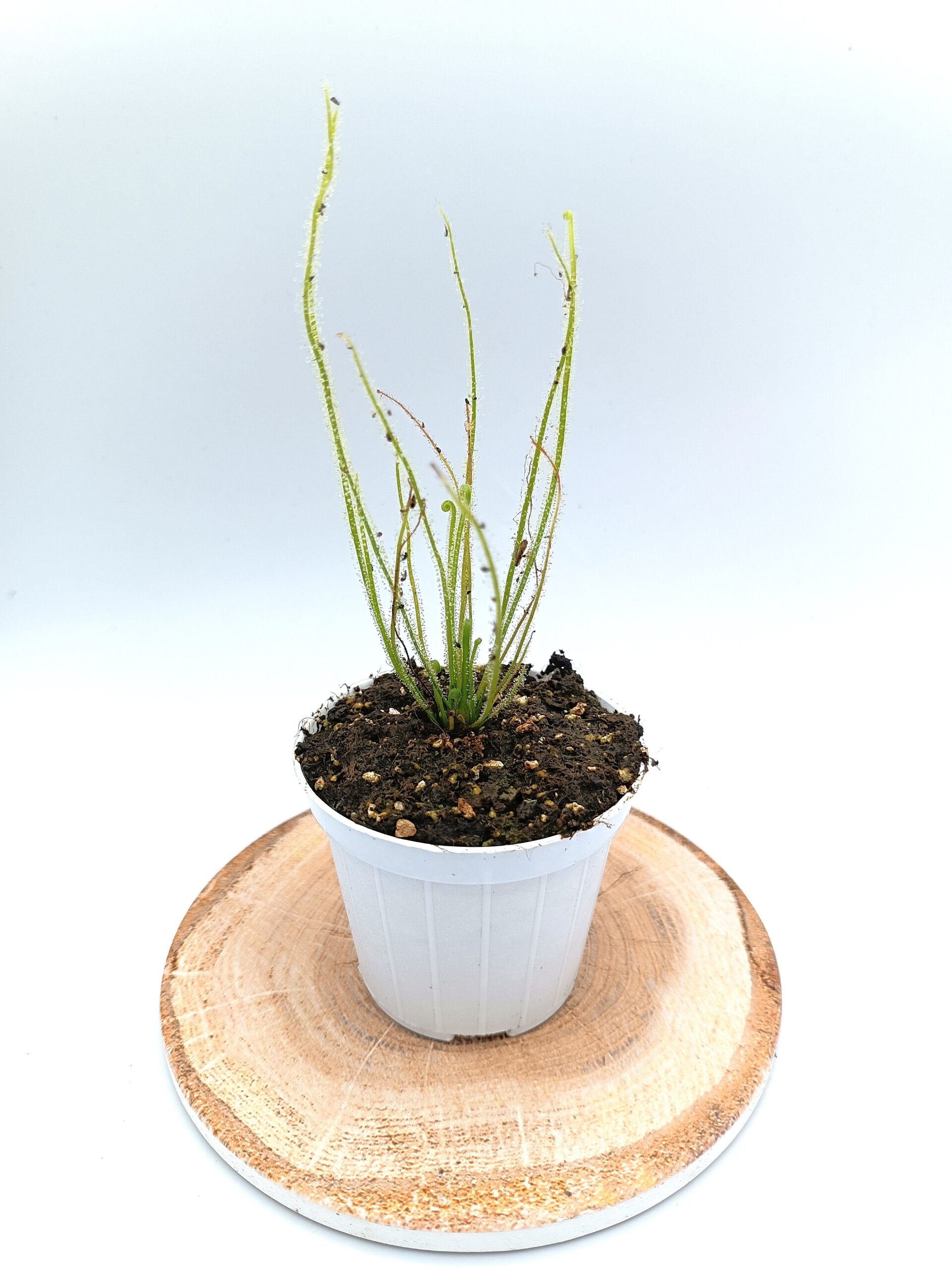 Drosera filiformis var. gigantea2