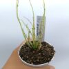 Drosera filiformis var. gigantea