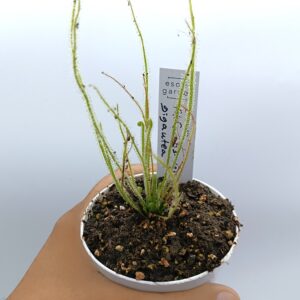 Drosera filiformis var. gigantea