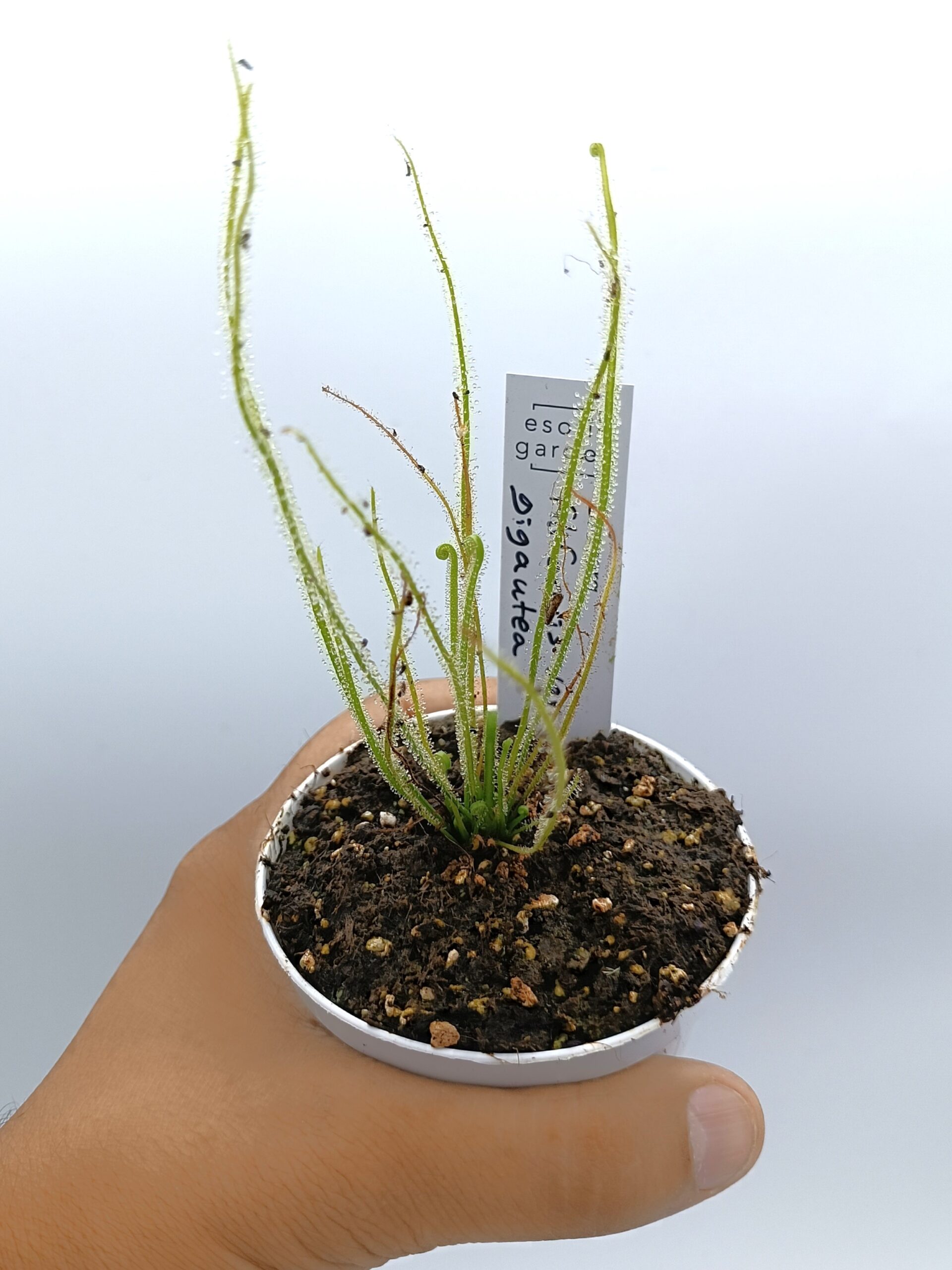 Drosera filiformis var. gigantea3