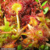 Drosera rotundifolia