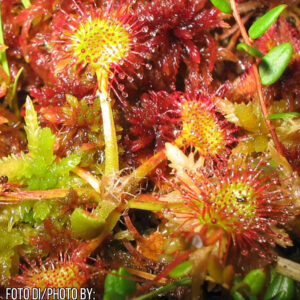 Drosera rotundifolia