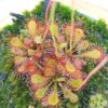 Drosera x snyderi (D. natalensis x nidiformis)