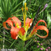 Lilium catesbaei
